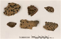 藏品(巨小核衣)的圖片